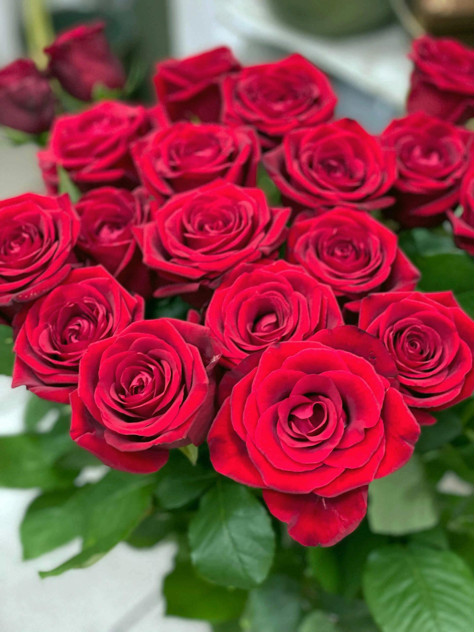 Raudonos Rožės (70-80 cm)